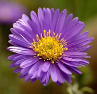 Blue Tataricus Flower Seeds for Planting - 100 pcs