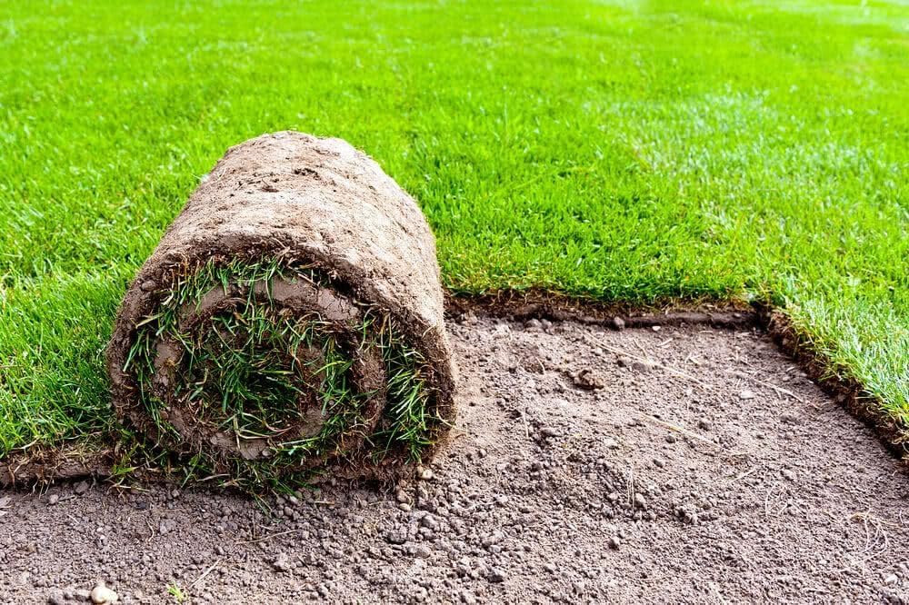 Lawn Grass Seeds ? Rainbow Blend for Colorful, Lush Lawns