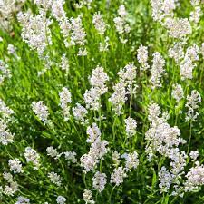 Non-GMO White Provence Lavender Flower Seeds for Planting – Garden Blooms