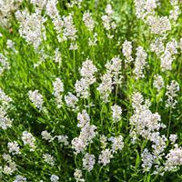 Non-GMO White Provence Lavender Flower Seeds for Planting – Garden Blooms
