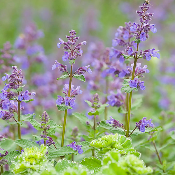 Heirloom Non-GMO Purple Catmint Flower Seeds for Planting – Fragrant Blooming Flower Seeds