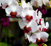 White Red Phalaenopsis Orchid Flower Seeds, Heirloom, Non-GMO Seeds for Planting
