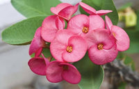 Heirloom Pink Euphorbia Flower Seeds for Planting, Non-GMO