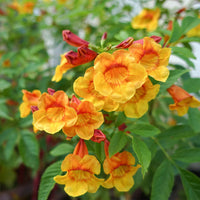 Orange Tecoma Jubilee Flower Seeds – Heirloom Non-GMO seeds for Bright Garden