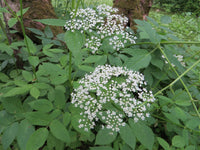 Aegopodium Podagraria Seeds â€“ Heirloom, Non-GMO Ground Cover Seeds for Planting