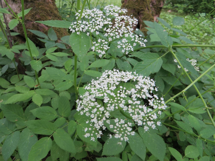Aegopodium Podagraria Herb Seeds Heirloom, Non-GMO Ground Cover Seeds for Planting