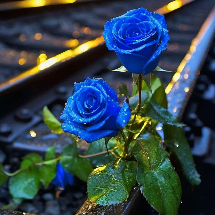 Thai Blue Rose Flower Plant Seeds for Planting - Non-GMO Heirloom Garden Seeds for Growing