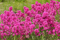 Violet Lychnis Flower Seeds for Planting - 100 pcs