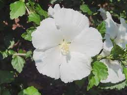 White Sharon Rose Plant Seeds for Planting - Non-GMO Heirloom Garden Seeds for Growing