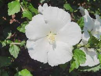White Sharon Rose Plant Seeds for Planting - Non-GMO Heirloom Garden Seeds for Growing