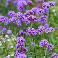 Verbena Flower Seeds for Planting - 100 pcs