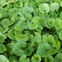 Dichondra Plant Seeds – Heirloom, Non-GMO, Lush Ground Cover for Garden and Landscape Planting