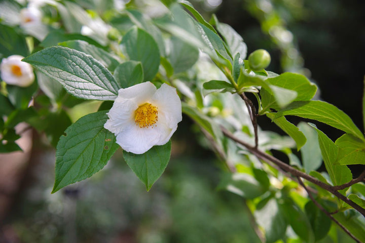 Stewartia White Seeds for Planting – Organic, Heirloom, Non-GMO Ornamental Tree Seeds