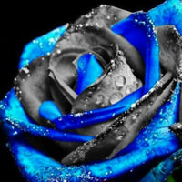 Purple Black Supreme Rose Plant Seeds for Planting Non-GMO Heirloom Garden Seeds for Growing