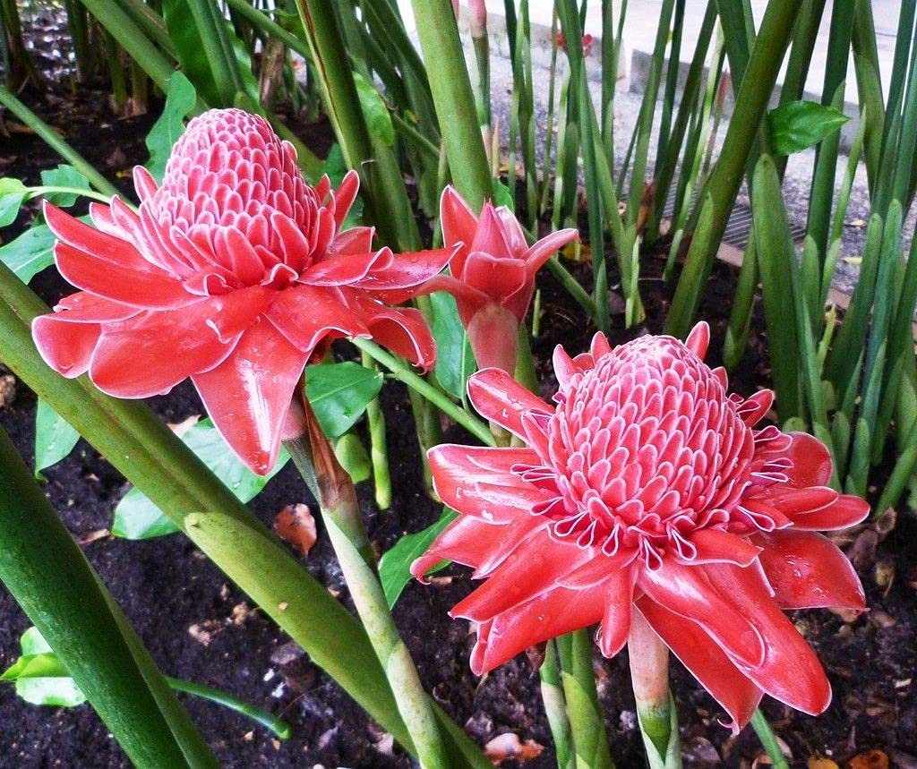 Heirloom Non-GMO Brown Ginger Flower Seeds for Garden Planting – Rare Exotic Blooms Variety