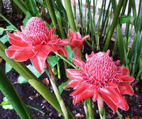 Heirloom Non-GMO Brown Ginger Flower Seeds for Garden Planting – Rare Exotic Blooms Variety