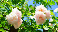 Pink Dawn Rose Plant Seeds for Planting Non-GMO Heirloom Garden Seeds for Growing Beautiful Flowers