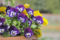 Violet Pansy Seeds – Non-GMO Flower Seeds for Garden Planting