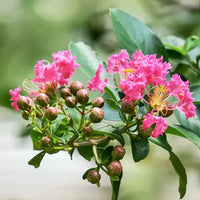 Crape Myrtle Flower Seeds for Planting - 100 Pcs pcs