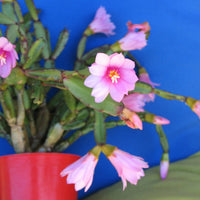 Heirloom Non-GMO Hatiora Flower Seeds for Garden Planting – Unique Cactus Blooms for Indoors or Outdoors