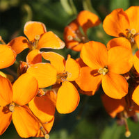 Erysimum Flower Seeds – Heirloom, Non-GMO, Colorful Wallflower Blooms for Garden Planting