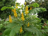 Yellow Candlestick Flower Seeds for Planting - 100 pcs