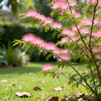 Pink Calliandra Eriophylla Seeds for Planting – Heirloom Non-GMO Garden Seeds