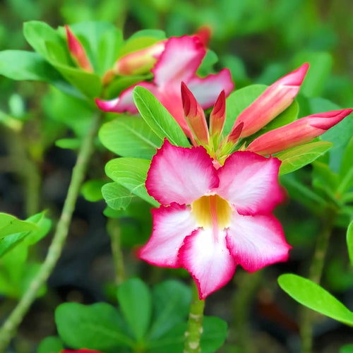 Adenium Flower Seeds for Planting - 100 pcs for planting in home garden