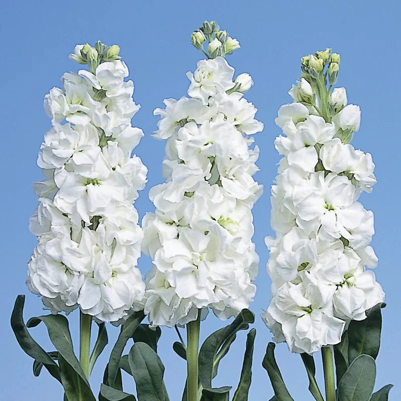 White Evening Stock Flower Seeds for Planting, 100 pcs seeds for planting in home garden