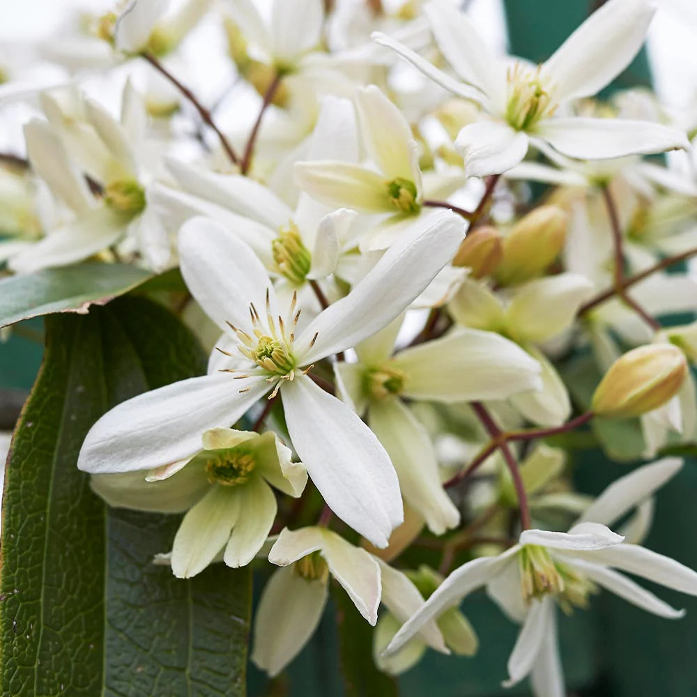 Heirloom Clematis Montana Flower Seeds, Non-GMO Climbing Blooms for Planting for planting in home garden