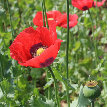 Mixed (Mixed scientific name) for planting in garden
