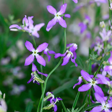 Heirloom Non-GMO Mathiola Longipetala Flower Seeds for planting in home garden