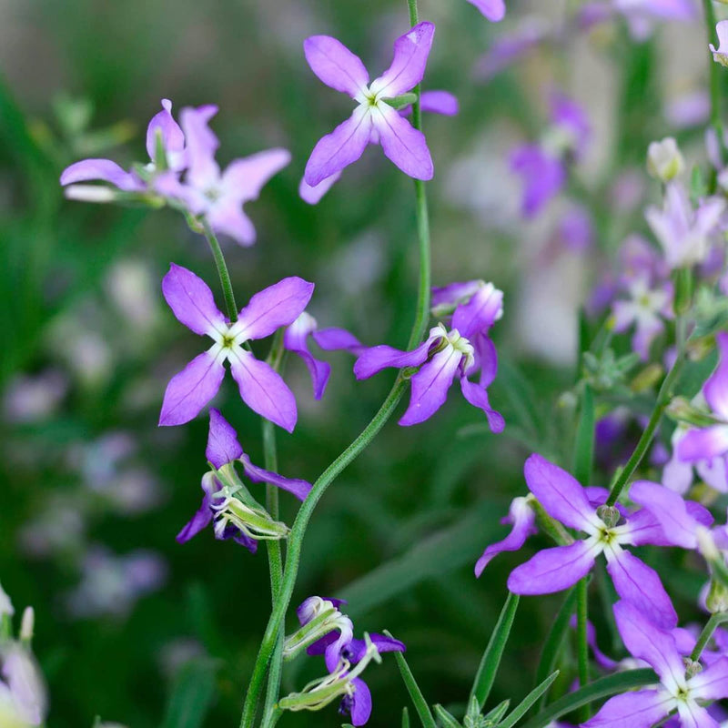 Heirloom Non-GMO Mathiola Longipetala Flower Seeds for planting in home garden
