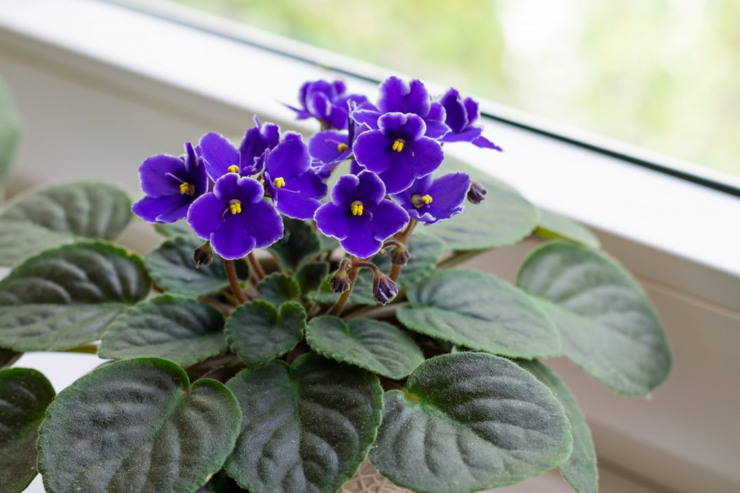 African Violet Sky Blue Flower Seeds for Planting - 100 pcs seeds for planting in home garden