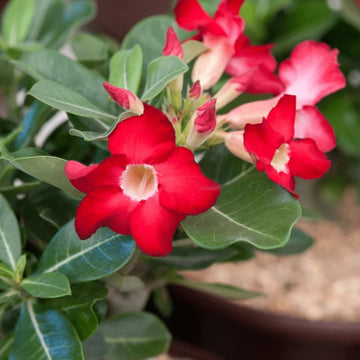 Obesum Flower Seeds for Planting, 100 pcs for planting in home garden
