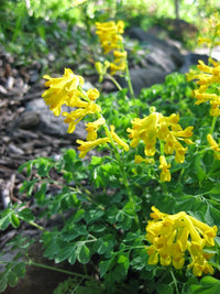 Heirloom Non-GMO Yellow Corydalis Manchu Flower Seeds for Garden Planting seeds for planting in home garden