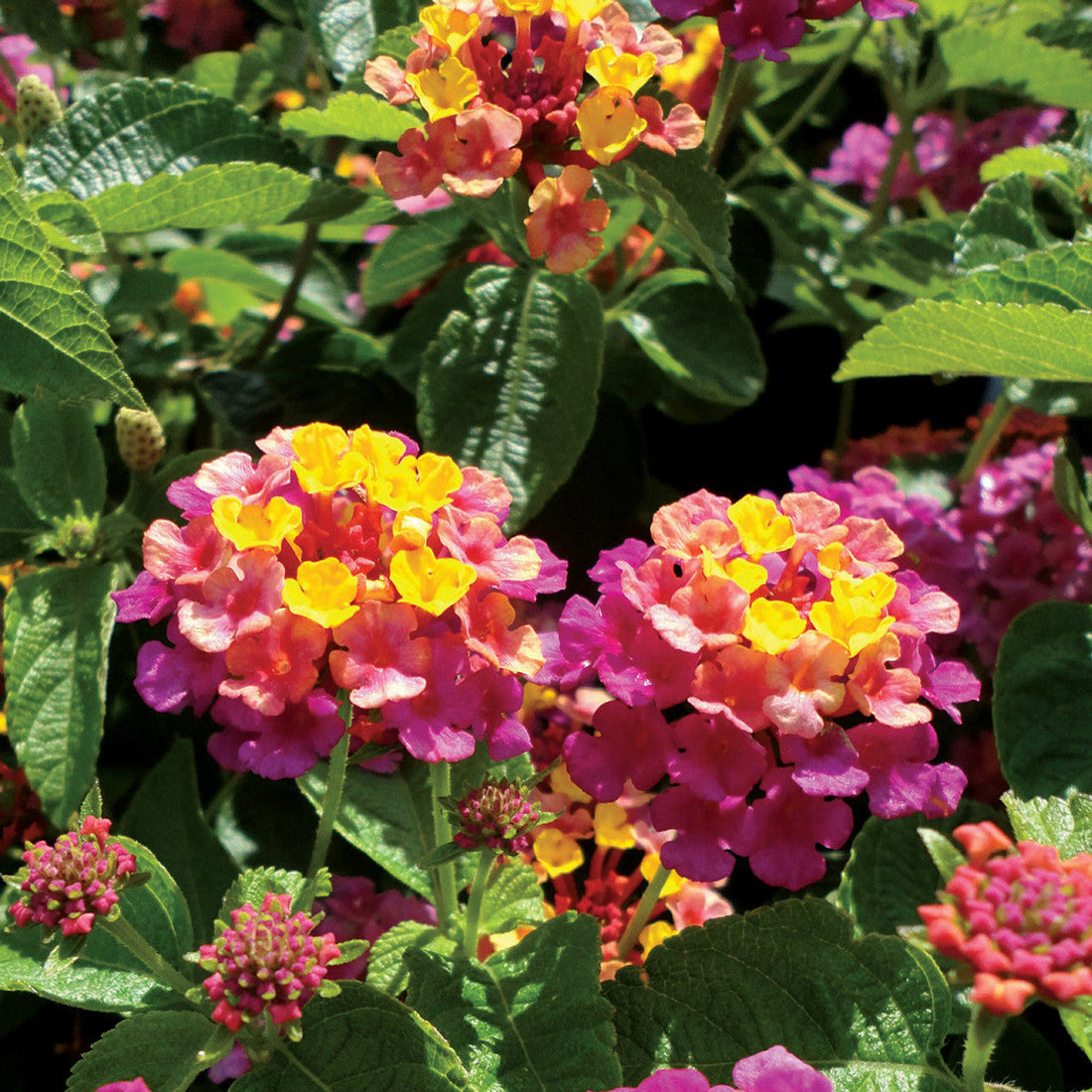 Mixed Rose & Lantana Heirloom Non-GMO Seeds for Planting for planting in home garden