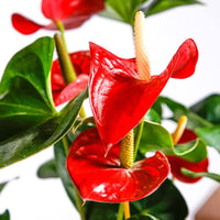 Anthurium Flower Seeds for Planting, Heirloom, Non-GMO, 100 pcs for planting in home garden