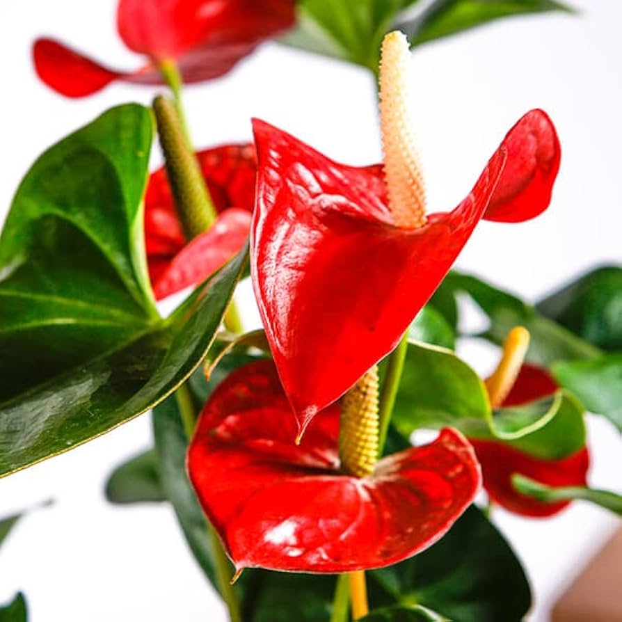 Anthurium Flower Seeds for Planting, Heirloom, Non-GMO, 100 pcs for planting in home garden
