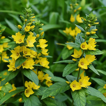 Heirloom Non-GMO Lysimachus Punctata Flower Seeds for Garden Planting for planting in home garden