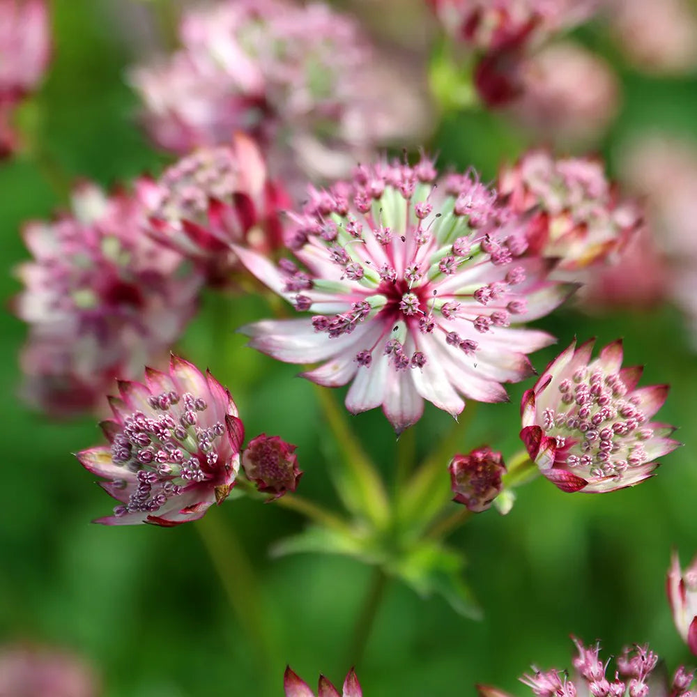 Heirloom Non-GMO Pink Masterwort Flower Seeds for Elegant Cottage and Cutting Garden Planting for planting in home garden