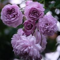 Light Purple Climbing Rose Seeds for Planting for planting in home garden