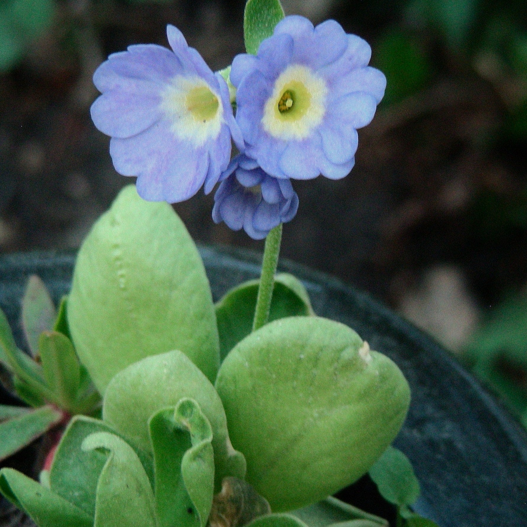 Primula (Primula scientific name) for planting in garden