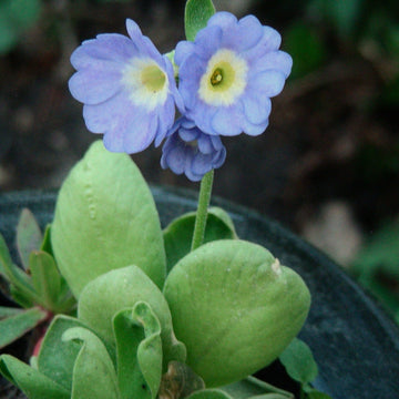 Primula (Primula scientific name) for planting in garden