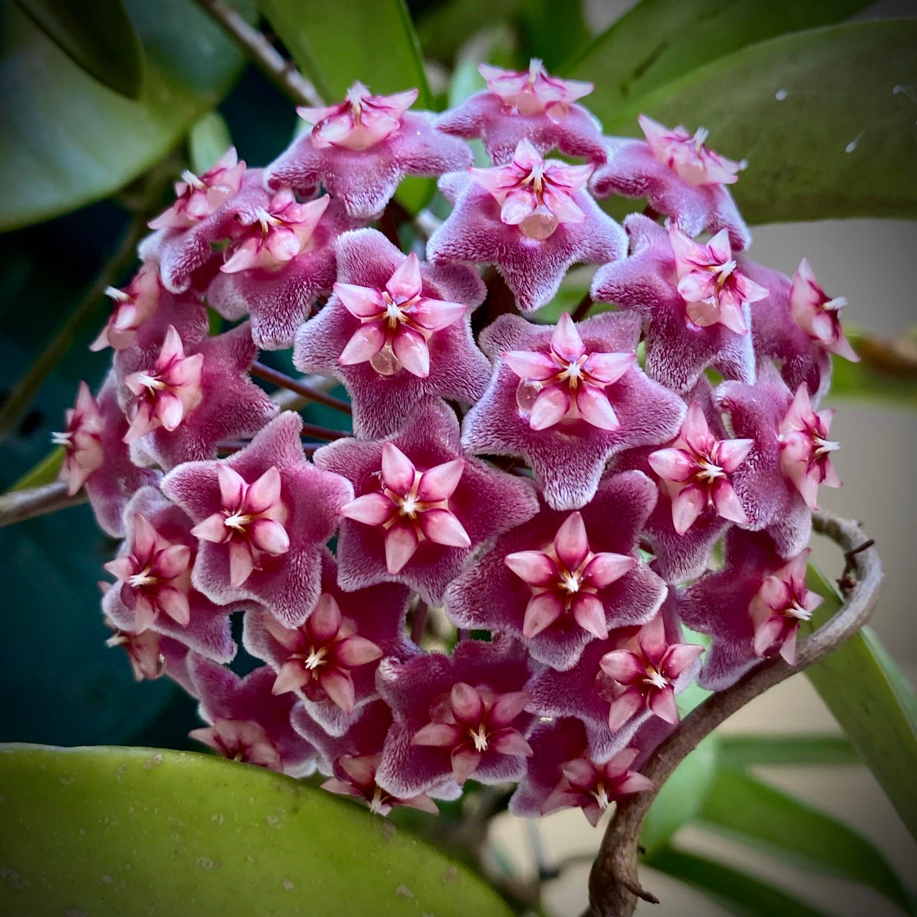 Maroon (Maroon scientific name) for planting in garden