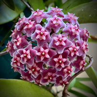 Maroon (Maroon scientific name) for planting in garden