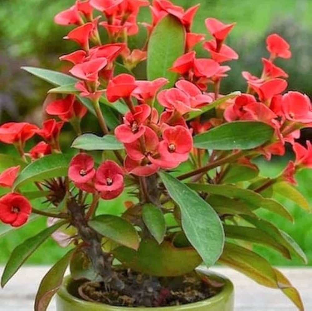 Euphorbia (Euphorbia scientific name) for planting in garden
