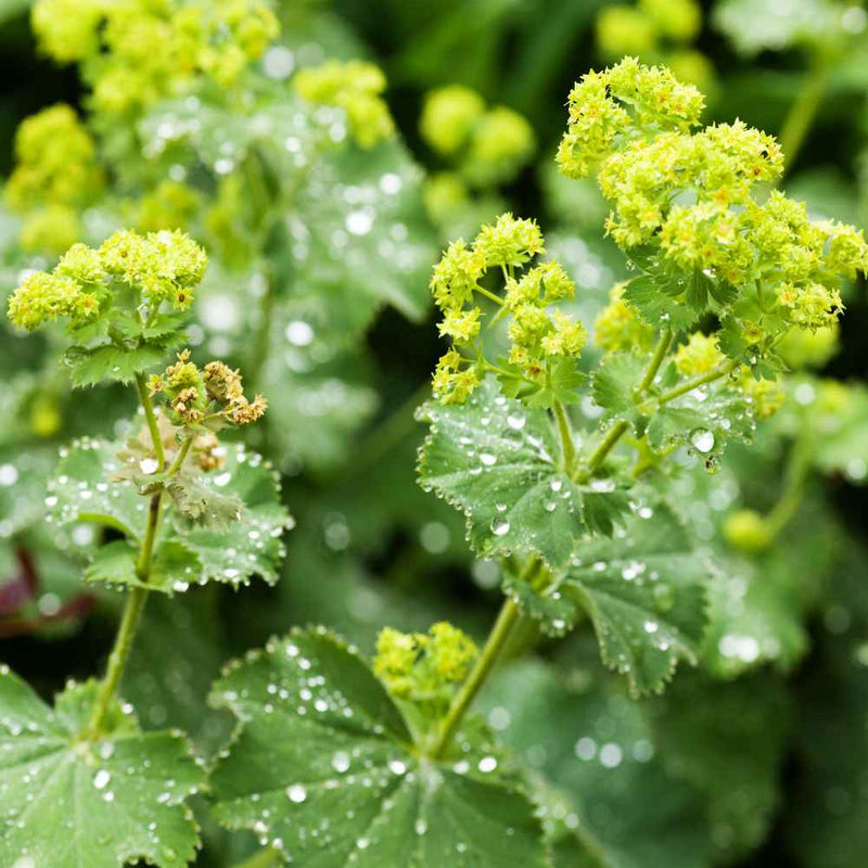 Mollis (Mollis scientific name) for planting in garden