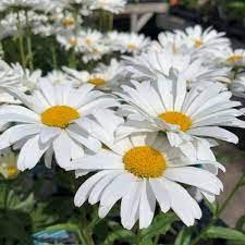 White Leucanthemum Flower Seeds for Planting - 100 pcs seeds for planting in home garden