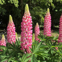 Heirloom Non-GMO Pink Lupine Popsicle Flower Seeds for planting in home garden